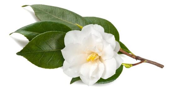 Inno Gialuron дорои camellia sinensis